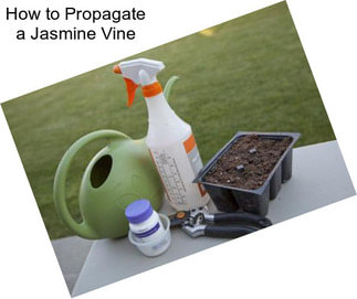How to Propagate a Jasmine Vine