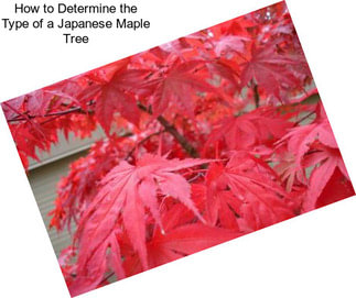 How to Determine the Type of a Japanese Maple Tree