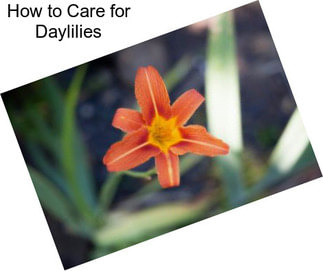 How to Care for Daylilies