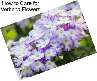 How to Care for Verbena Flowers