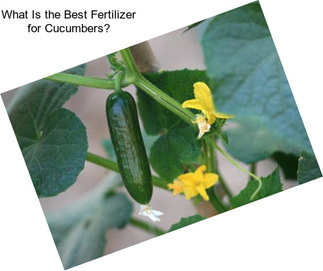 What Is the Best Fertilizer for Cucumbers?