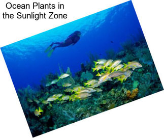 Ocean Plants in the Sunlight Zone
