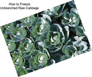 How to Freeze Unblanched Raw Cabbage