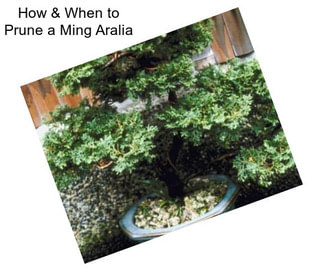 How & When to Prune a Ming Aralia