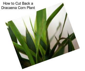 How to Cut Back a Dracaena Corn Plant