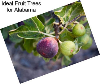 Ideal Fruit Trees for Alabama