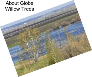 About Globe Willow Trees