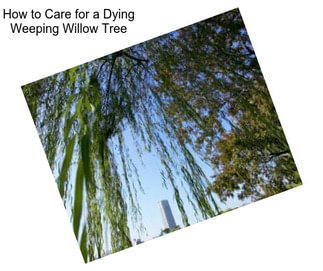 How to Care for a Dying Weeping Willow Tree