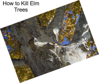 How to Kill Elm Trees