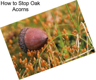 How to Stop Oak Acorns
