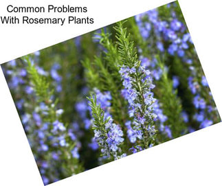 Common Problems With Rosemary Plants