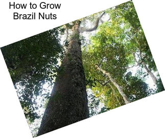 How to Grow Brazil Nuts