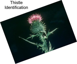 Thistle Identification