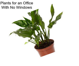 Plants for an Office With No Windows