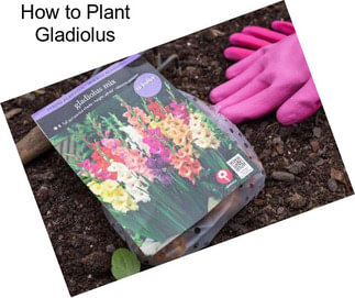 How to Plant Gladiolus