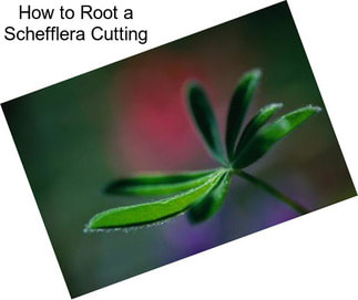 How to Root a Schefflera Cutting