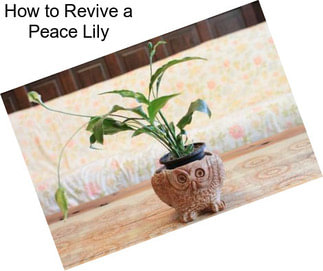 How to Revive a Peace Lily