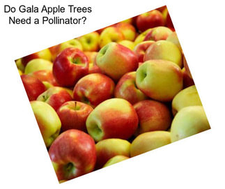 Do Gala Apple Trees Need a Pollinator?