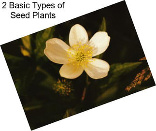 2 Basic Types of Seed Plants