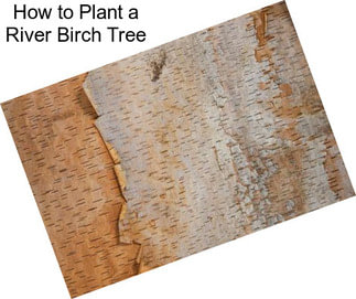 How to Plant a River Birch Tree