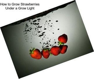 How to Grow Strawberries Under a Grow Light