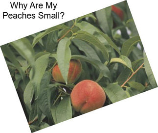 Why Are My Peaches Small?