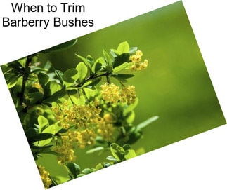 When to Trim Barberry Bushes