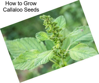 How to Grow Callaloo Seeds