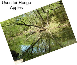 Uses for Hedge Apples