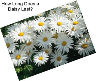 How Long Does a Daisy Last?