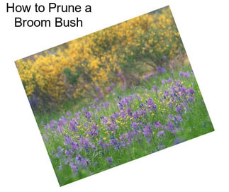 How to Prune a Broom Bush