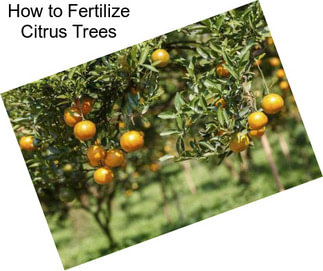 How to Fertilize Citrus Trees
