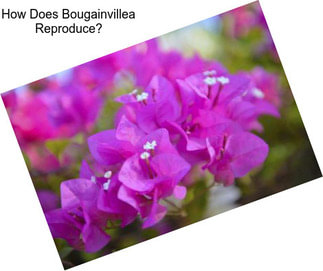 How Does Bougainvillea Reproduce?