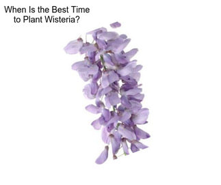 When Is the Best Time to Plant Wisteria?