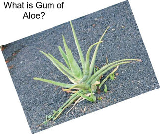 What is Gum of Aloe?