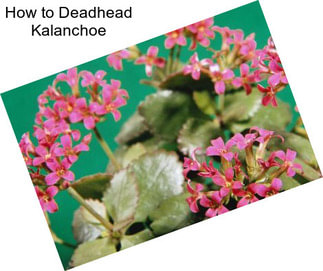 How to Deadhead Kalanchoe