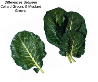 Differences Between Collard Greens & Mustard Greens