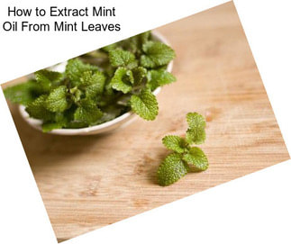 How to Extract Mint Oil From Mint Leaves