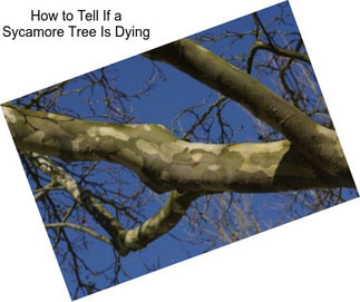 How to Tell If a Sycamore Tree Is Dying