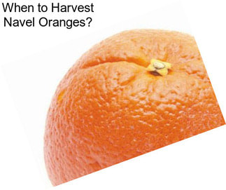 When to Harvest Navel Oranges?