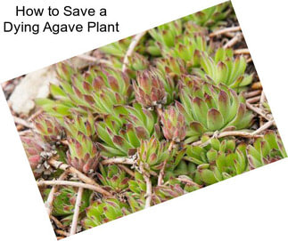 How to Save a Dying Agave Plant