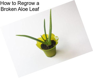 How to Regrow a Broken Aloe Leaf