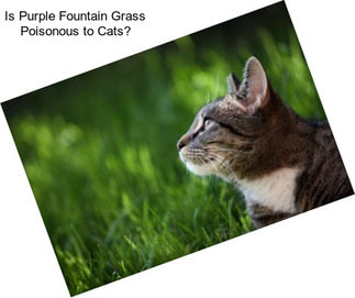 Is Purple Fountain Grass Poisonous to Cats?