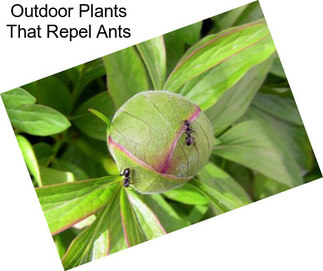 Outdoor Plants That Repel Ants