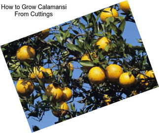How to Grow Calamansi From Cuttings