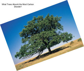 What Trees Absorb the Most Carbon Dioxide?