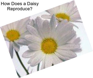 How Does a Daisy Reproduce?