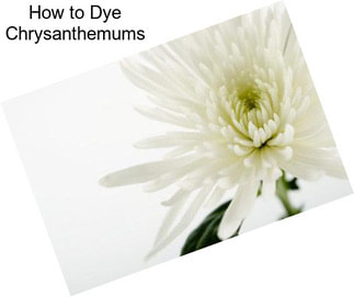 How to Dye Chrysanthemums