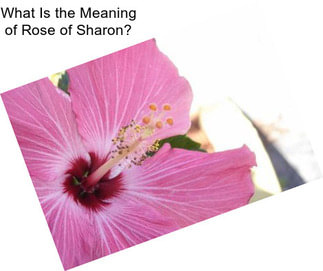 What Is the Meaning of Rose of Sharon?