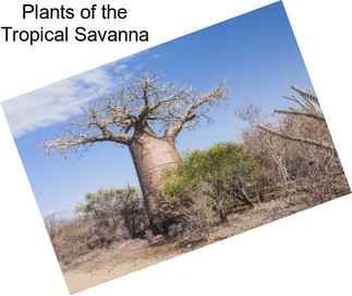 Plants of the Tropical Savanna